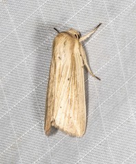 Leucania porphyrodes