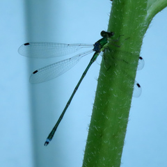 Lestes temporalis