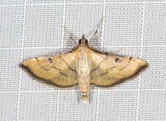 Cnaphalocrocis bilinealis
