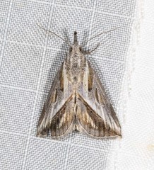 Rhynchodontodes chalcias