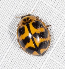 Harmonia octomaculata