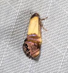 Eupselia beltera
