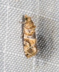 Lobesia physophora