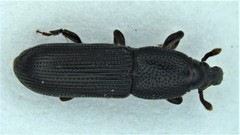 Cossonus corticola