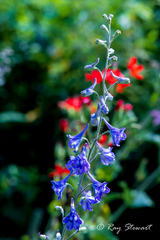 Delphinium exaltatum