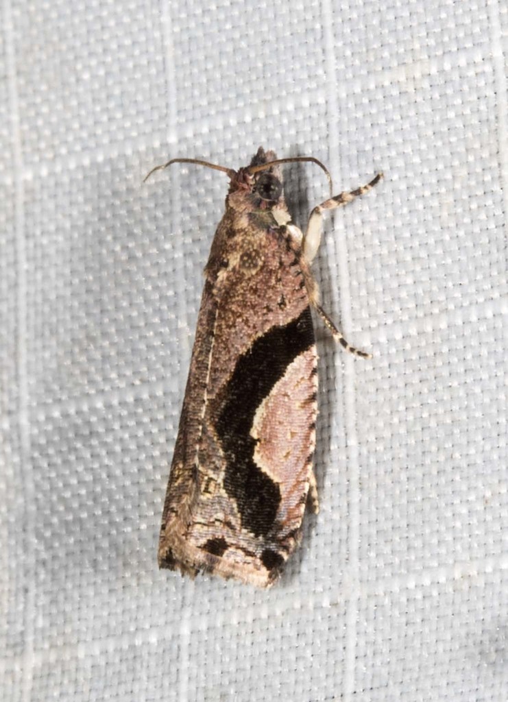 Statherotis pendulata