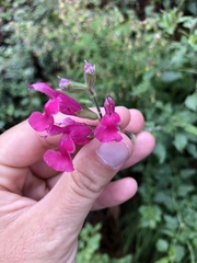 Salvia lemmonii