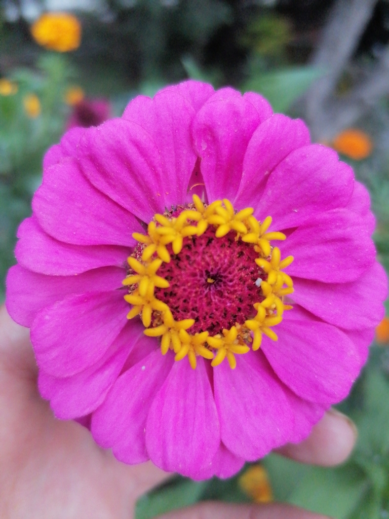 Zinnia flowers in a garden bed