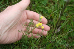 Lomatium bradshawii