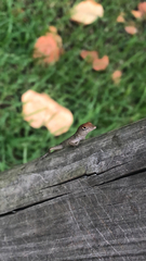 Anolis sagrei