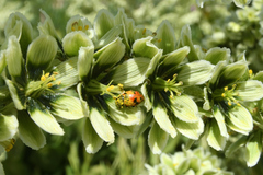 Hippodamia caseyi