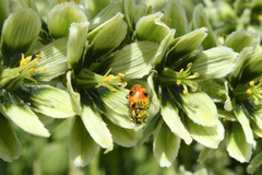 Hippodamia caseyi