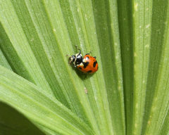 Hippodamia caseyi