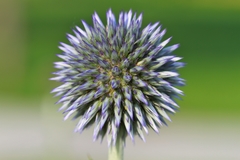 Echinops bannaticus