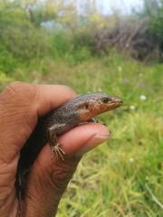 Plestiodon longirostris