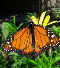 Danaus erippus