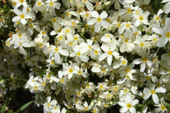 Leptosiphon nuttallii