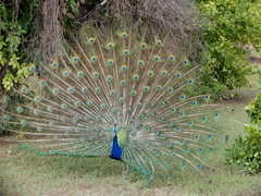 Pavo