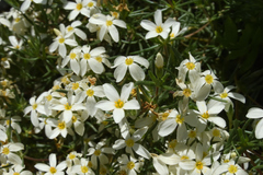 Leptosiphon nuttallii