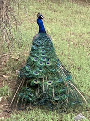 Pavo