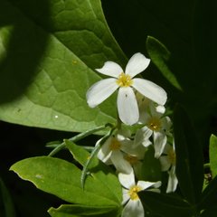 Leptosiphon nuttallii