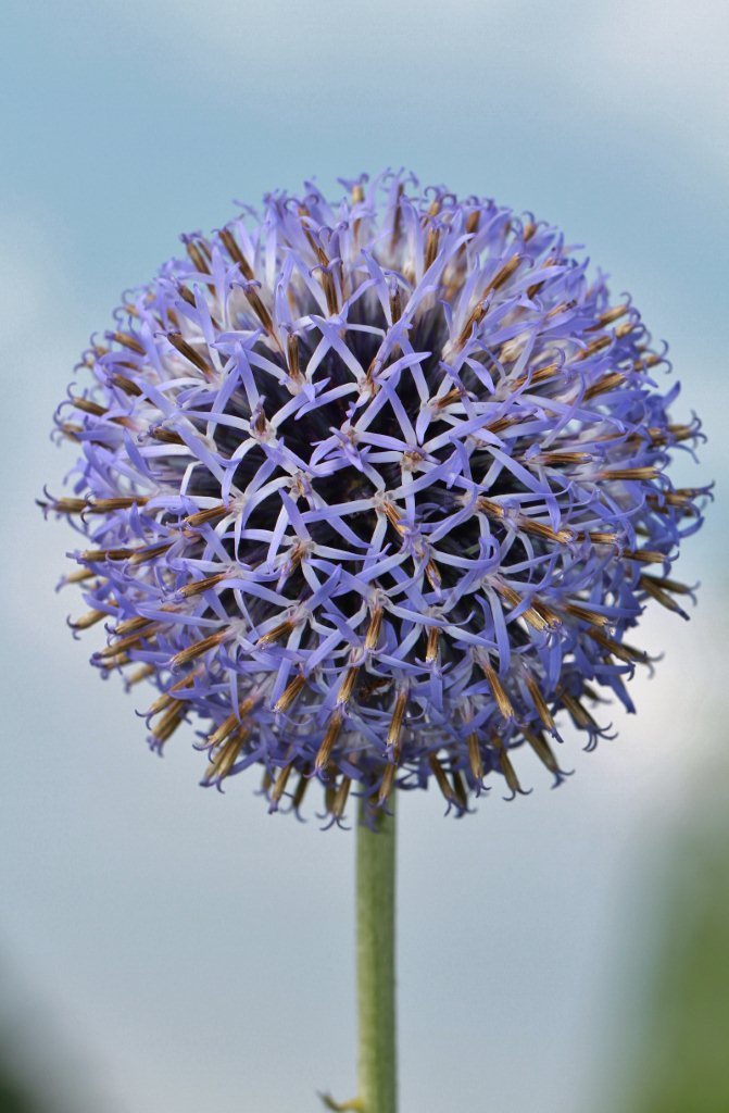 Echinops bannaticus