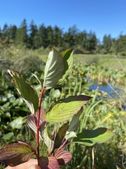Cornus sericea occidentalis