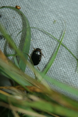 Hydaticus transversalis