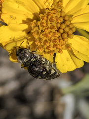 Acmaeodera vernalis