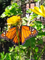 Danaus erippus