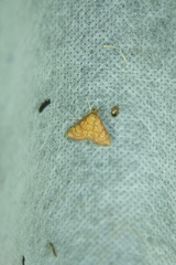 Ecpyrrhorrhoe rubiginalis