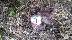 Sarcosphaera coronaria