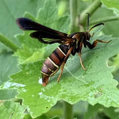 Vitacea polistiformis