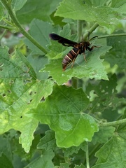 Vitacea polistiformis