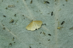 Psammotis pulveralis