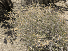 Acamptopappus sphaerocephalus