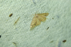 Stegania dilectaria