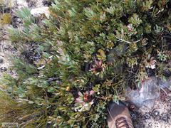 Leucadendron arcuatum