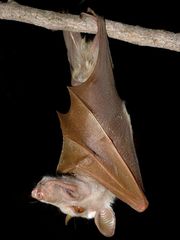 Epomophorus crypturus