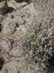 Sphaeralcea ambigua rosacea