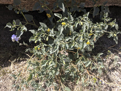 Physalis crassifolia