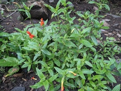 Erythranthe cinnabarina