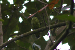 Ampelioides tschudii