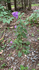 Campanula rapunculoides