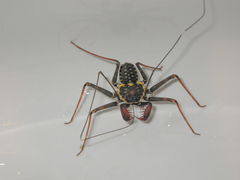 Phrynus operculatus
