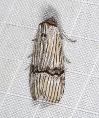Calathusa taphreuta