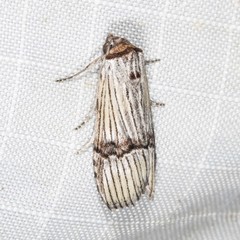 Calathusa taphreuta