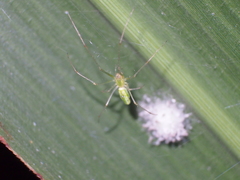 Tetragnatha squamata