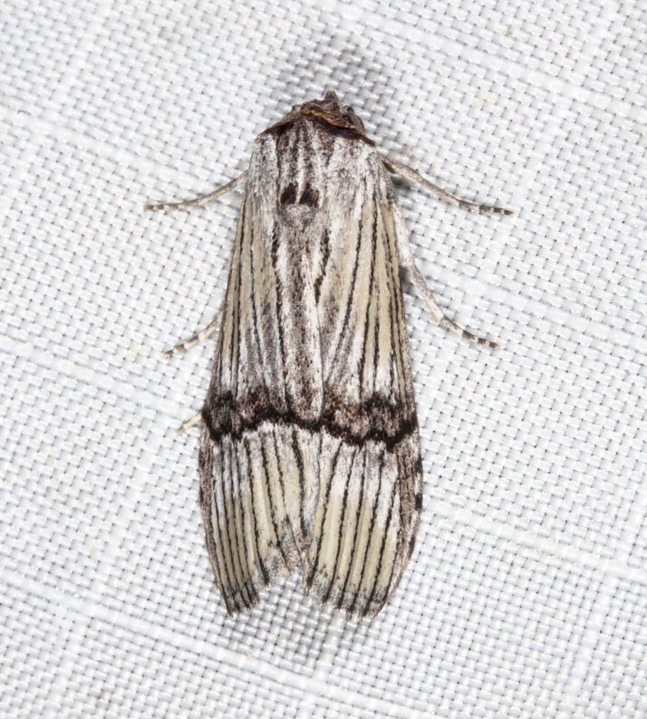 Calathusa taphreuta