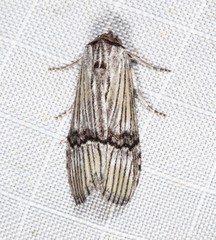 Calathusa taphreuta